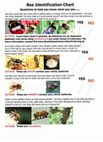 Bee Identification Poster