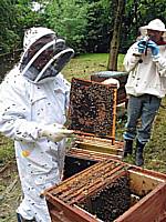 Our friendly local bee inspector from DEFRA has a look at a hive