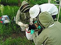 A swarm is boxed before transfer to a hive.