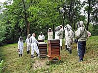 The bee inspector discusses bee diseases and their control with members.