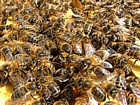 Inside the hive