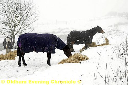 Winter woolies are needed for these horses at Grains Bar