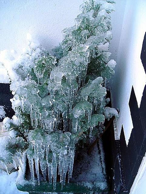 THE ice and snow adds a weird and wonderful view in the garden at Anne Allsop’s home in Lovers Lane, Grasscroft. The freeze, thaw and refreeze has turned the small tree by her door into this icicle-strewn sculpture. 