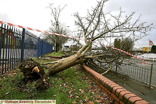 The tree that fell on a Chadderton passer-by  

