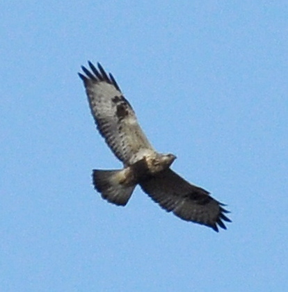 A ROUGH-LEGGED buzzard, pictured over the reservoir