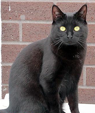 NOT-so-lucky black cat Tara