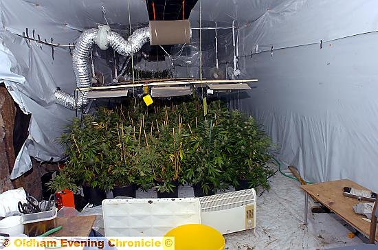 Cannabis plants found in a building in Bow Street 