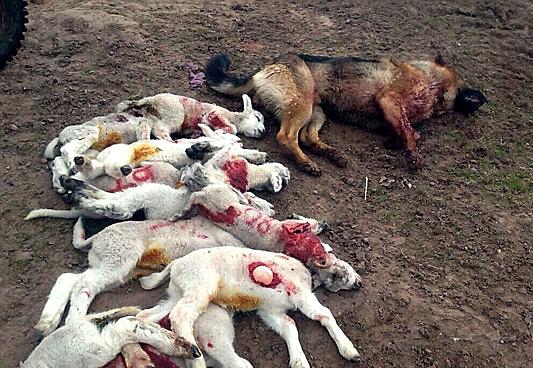 THESE lambs were slaughtered by the dog seen here, shot by the farmer  


