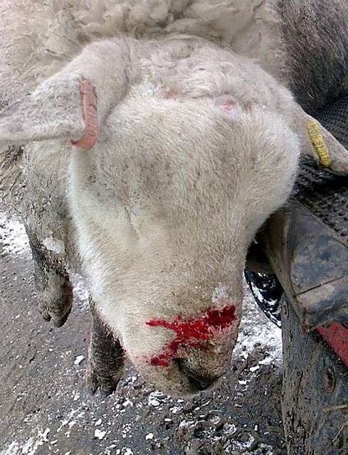 AN injured ewe at Darren Hough’s Wharmton farm 