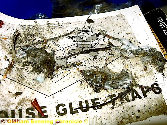 DISGUSTING: the decomposed creatures found on a glue trap in the cellar