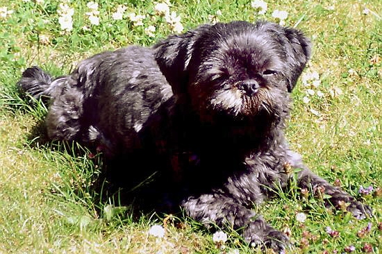 Debra Forman's dog Ebony, killed in the attack