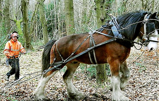 His name’s a clue: Big Lad the giant Clydesdale comes to Dovestone on Friday