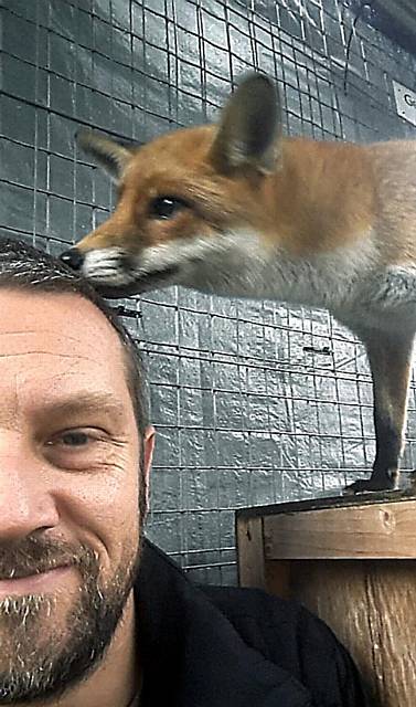 Scarlett the fox with Dave Robinson