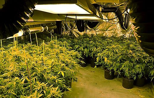 SEIZED: the cannabis plants discovered at a house in Royton