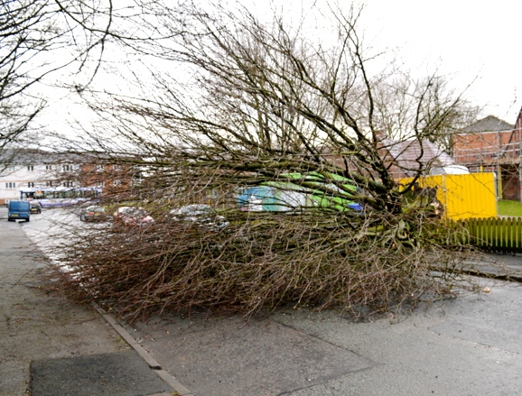 photographer Alf Huntington (70) took this picture of the fallen tree.
