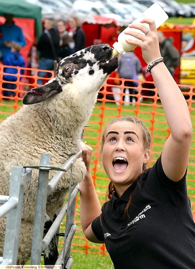 Hannah Bridge of Cockfields Farm feeds Freckles the sheep at the show’s petting zoo