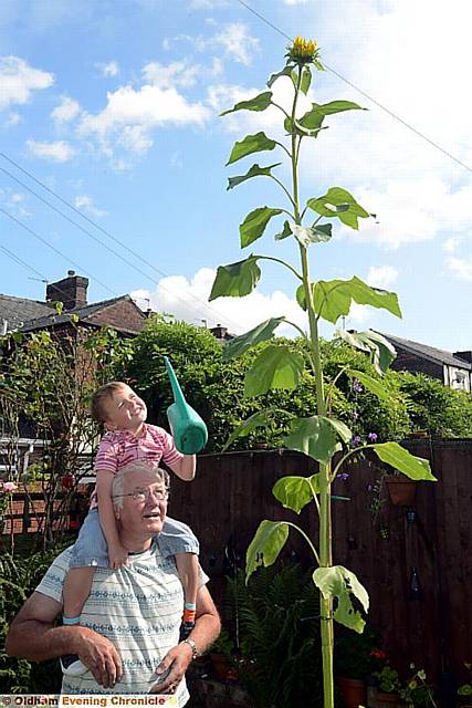 Oliver Shaw (5) and his grandad Michael Lawson with their 8ft 6in sunflower.
