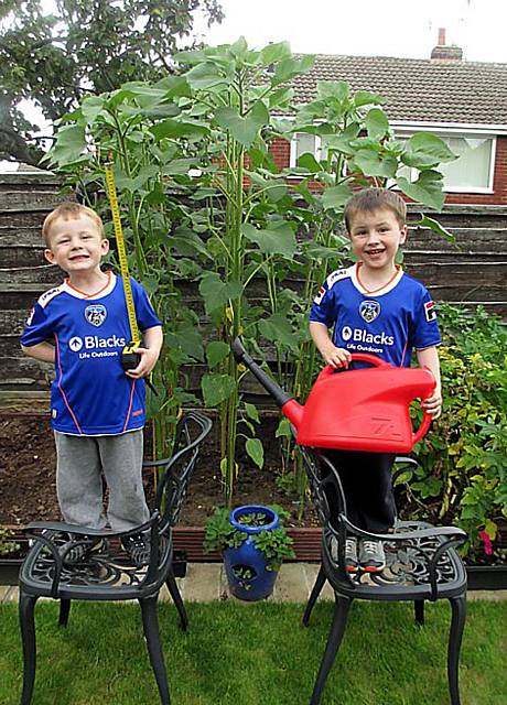 five-year-old Joseph Moore and his brother William have grown 24 sunflowers — all over 6ft tall
