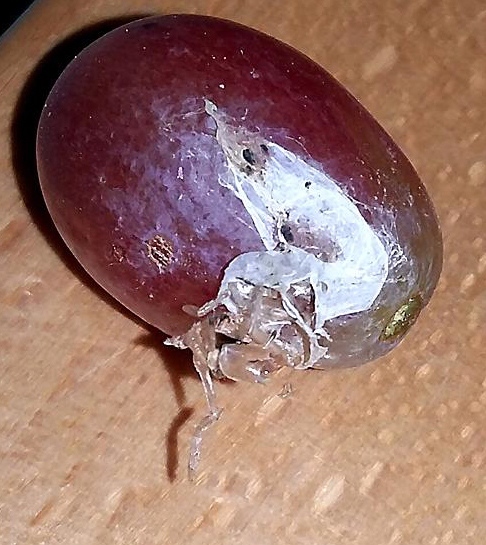 A spider emerges from one of the grapes