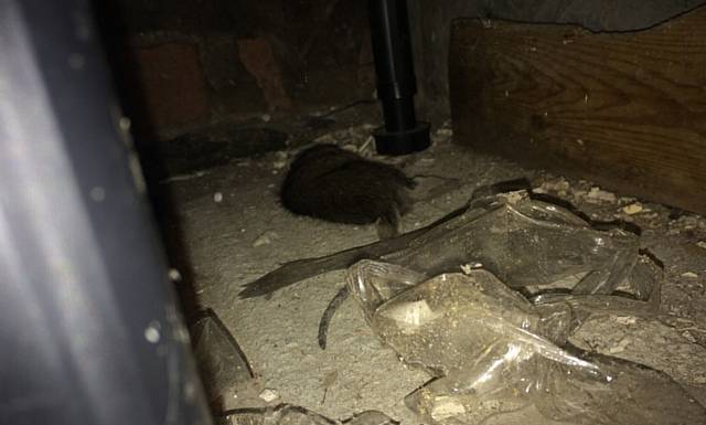 A dead rat was left under the kitchen unit for one week before it was removed