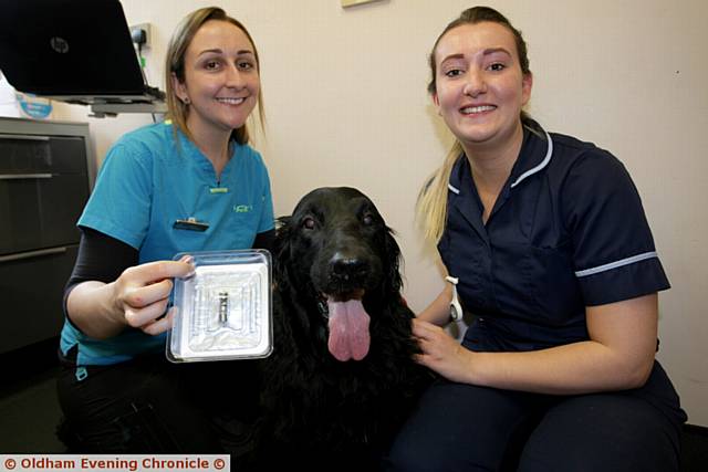 Tilly, a flat coat retriever is the first dog at County Ends vets, Lees, to get a brand new non invasive treatment for detecting intestinal problems called Alicam. This involves the dog swallowing a tablet that contains four cameras with LED lights and a memory chip, to record images. This tablet then passes through the animal. Also in the picture is vet, Katie Ford, (left), and practice nurse Sophie Hoyle, (right).