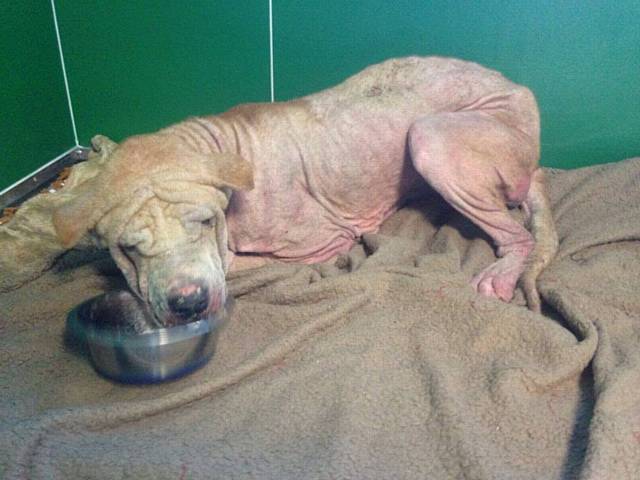 Kenny - severely neglected dog found by Pennine Pen Animal Rescue