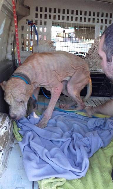 Kenny - severely neglected dog found by Pennine Pen Animal Rescue