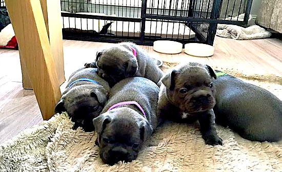 THE stolen French Bulldog puppies
