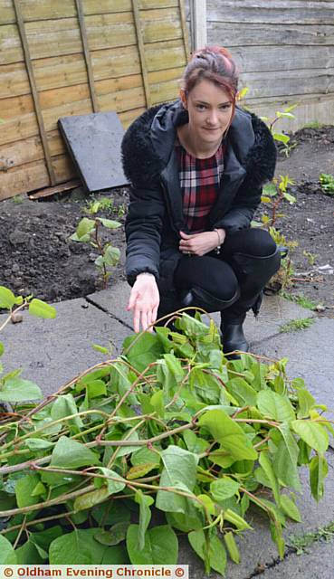 WORRIED . . .First Choice Homes tenant Sarah Daniels shows the Japanese knotweed in her back garden