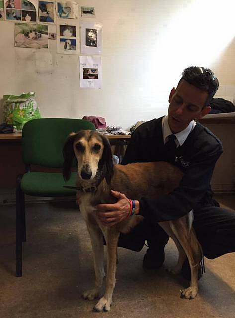 SALUKI, who had recently given birth to puppies, was found whimpering at the fire exit of the RSPCA