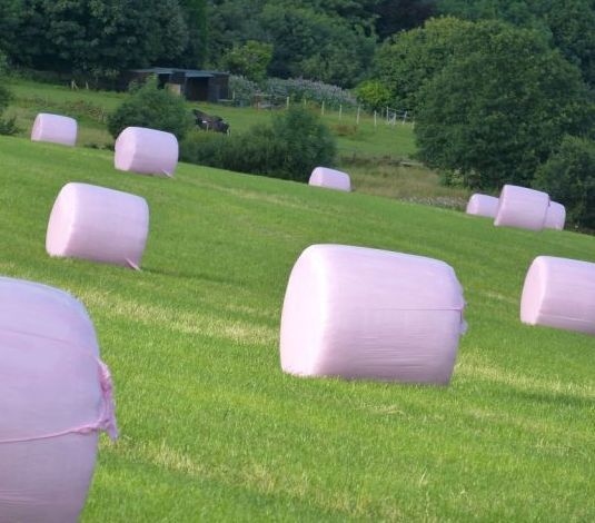 THE pink bales on the hillside at Scouthead