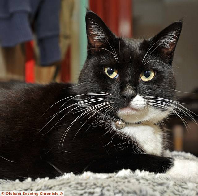 ANIMAL Rescue Oldham cats looking for new homes include Beauty 