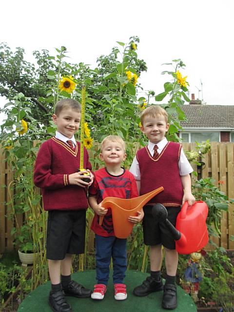 Despite the mixed summer Joseph Moore (6), William Moore (5) and Christopher Moore (2) have been able to grow more than 20 sunflowers, the tallest of which has grown to 9ft! 