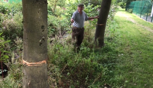 TREE ringing . . . Gilbert Symes surveys the damage