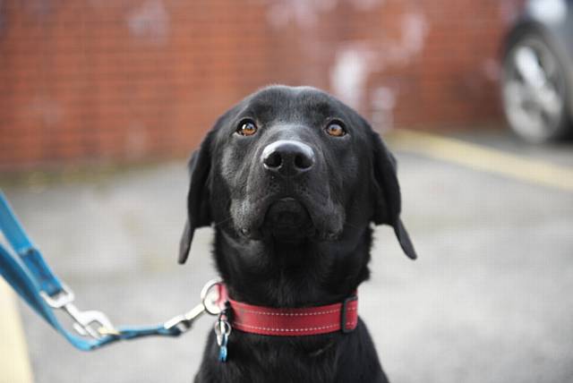 Oldham school pupils have been asked to help name Eric the 17-month-old Labrador - the newest recruit at Greater Manchester Fire Service.
