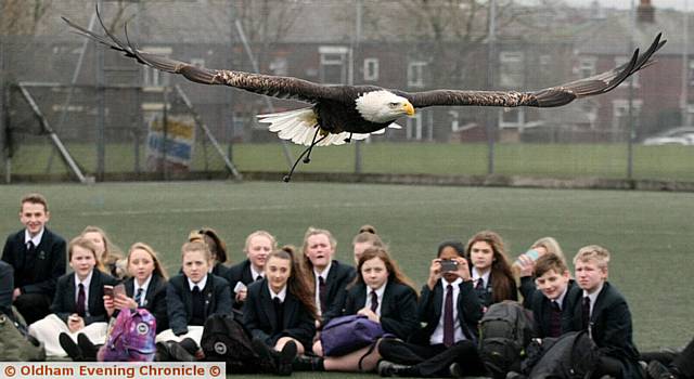 WOW factor . . . a bald eagle in flight