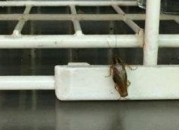 WHAT the inspectors found . . . cockroaches on a dishwasher