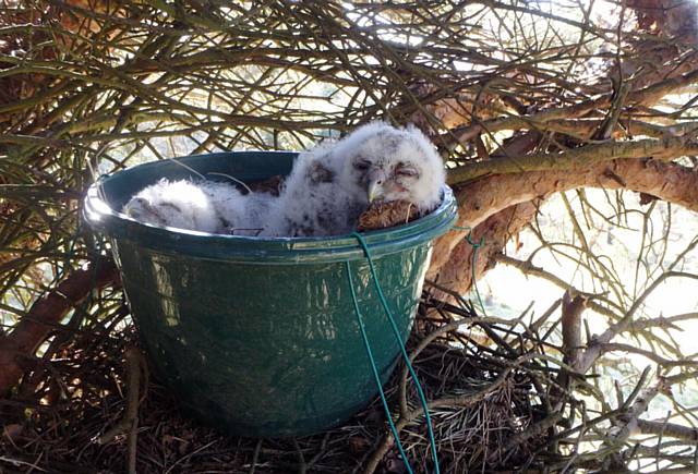 SAFE and snug in their makeshift nest, an old hanging basket