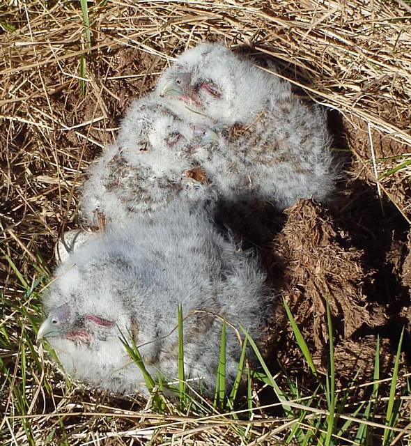 THE owls on the ground after being dislodged from their nest by high winds
