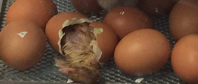 WELCOME to the world . . . the chicks hatching