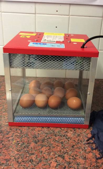 THE eggs in the incubator