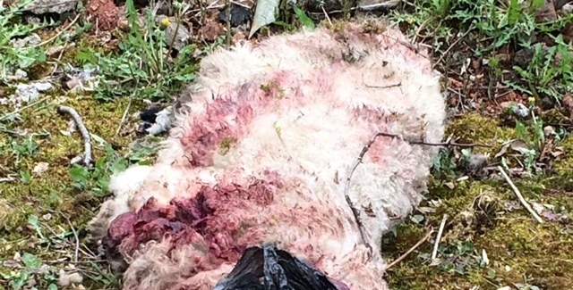A dead sheep found in Saddleworth with the meat removed