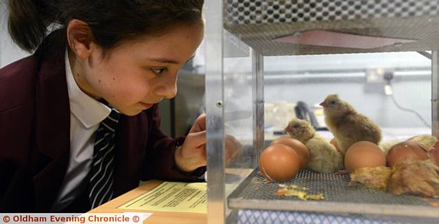 YEAR 7 pupil Elisabeta Oprea (11) keeps a watch on the chicks