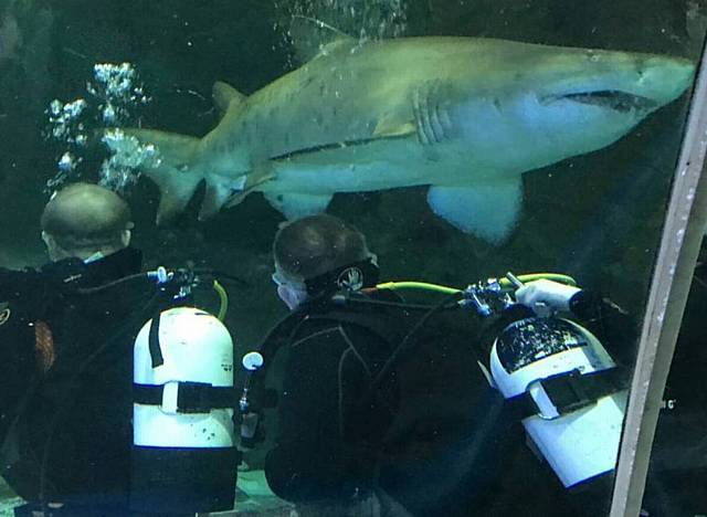 Glenn and Kevin face to face with 30-stone sand tiger sharks as they dived to raise funds for the RSPCA
