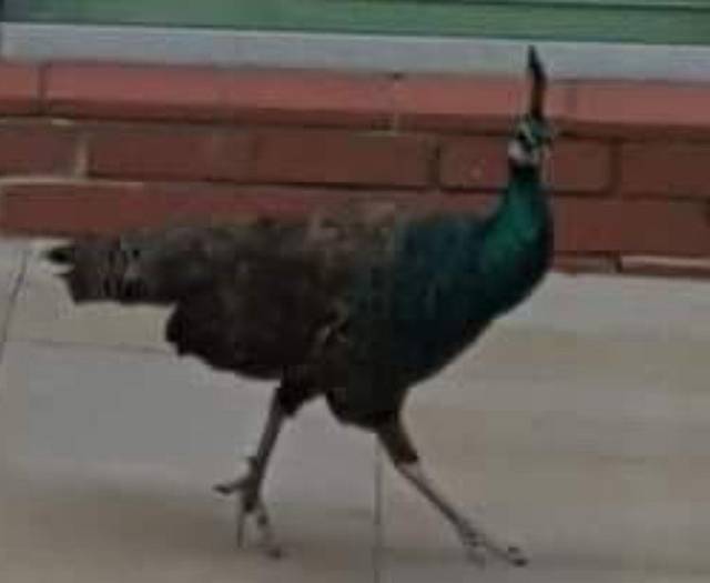 
Oldham Peacock