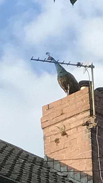 Oldham Peacock