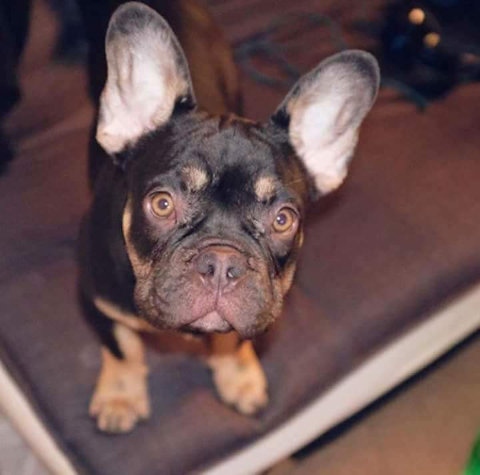 French Bulldog stolen during robbery in Chadderton