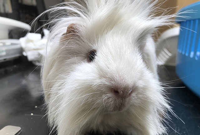 A guinea pig can prove a popular addition to the family