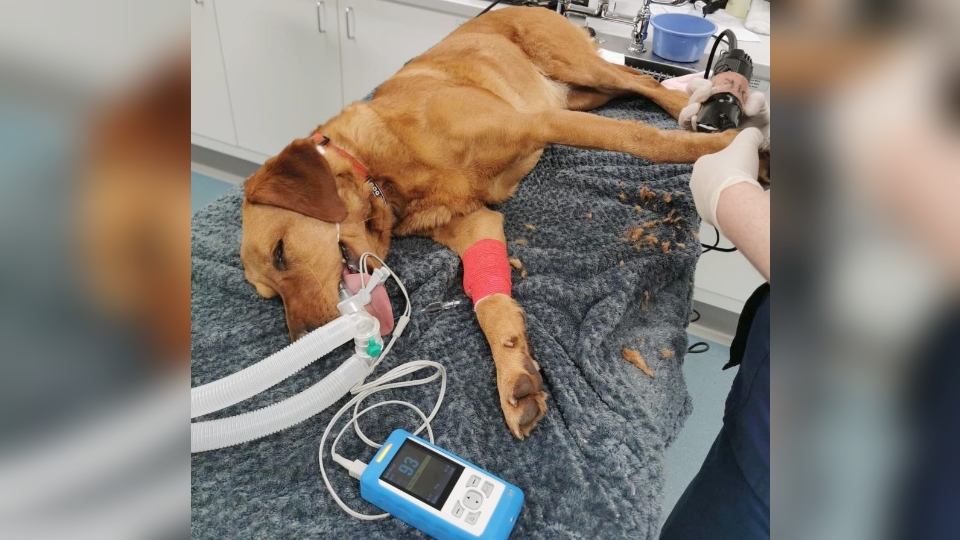 Chilli is pictured in surgery. Images courtesy of Rachel Bean/ Animal News Agency