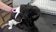 It’s as of yet unknown if the cat was abandoned, or had gone missing from their home. Image courtesy of RSPCA